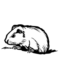 hamster
