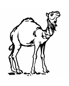 dromadaire