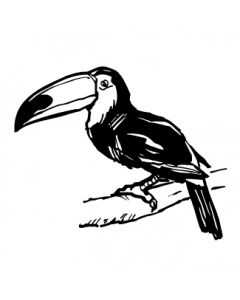 toucan