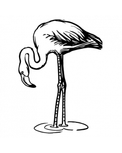 flamand-rose