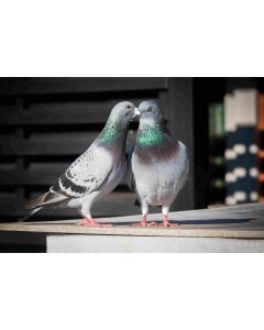 animaux_020