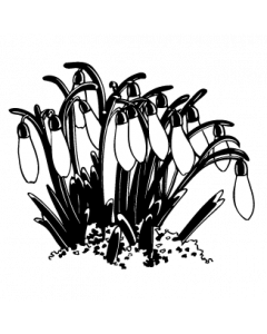 cyclamen