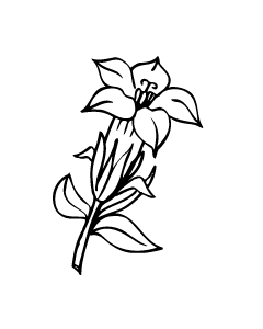 gentiane
