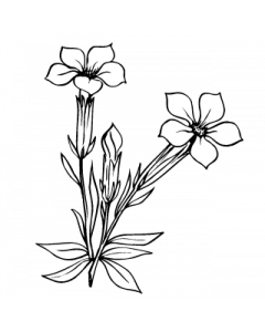 gentiane 1