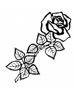 rose6