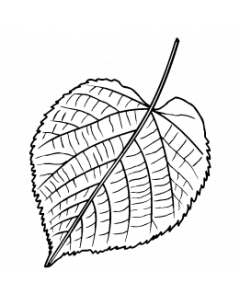 feuille-tilleul