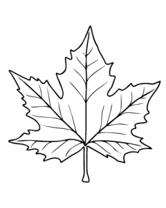 feuille-platane