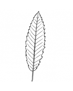 feuille-chataigner