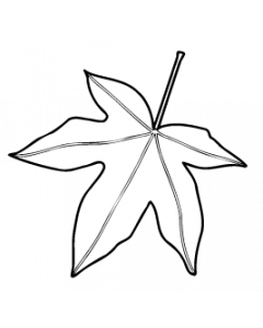 feuille-erable