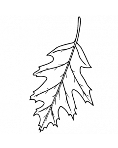 feuille-chene