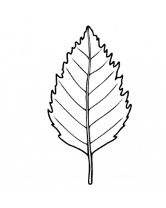 feuille-bouleau