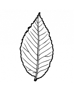 feuille-orme