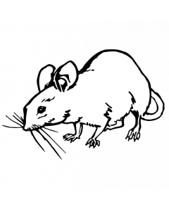 souris