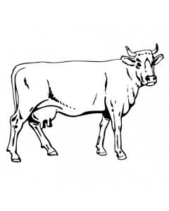 vache
