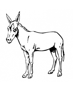 ane