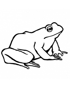 grenouille