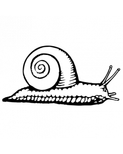 escargot