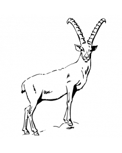 bouquetin