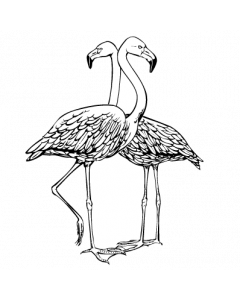 flamand-rose