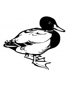 canard