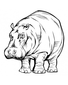 hippopotame