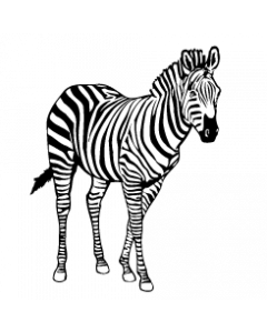 zebre