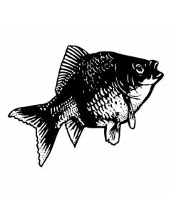 poisson9