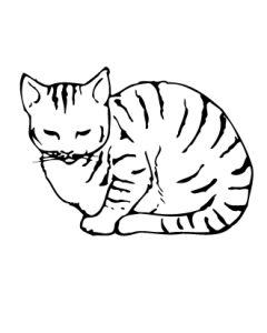 chat12