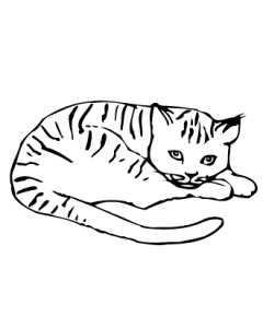 chat13