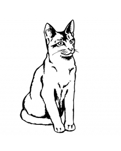 chat3