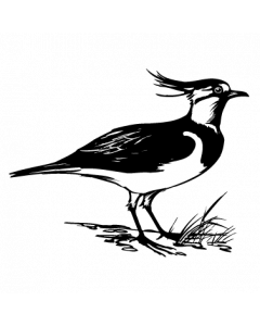 vanneau-huppe
