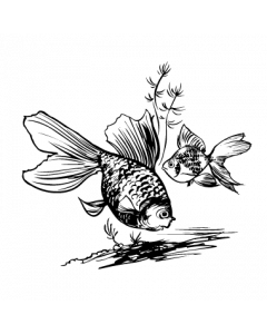 poisson5