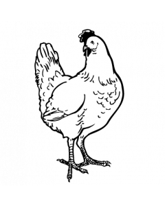 poule0