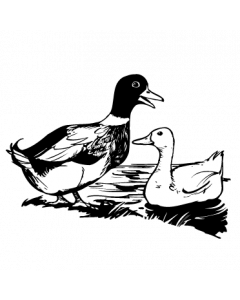 canard-col-vert