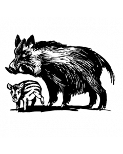 sanglier1