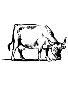 vache2