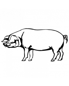 cochon0