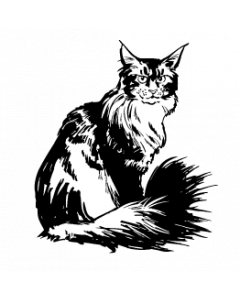 chat5
