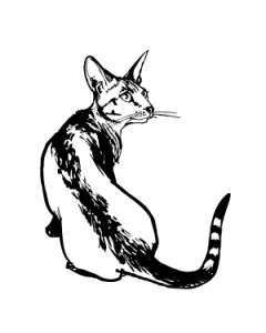 chat6