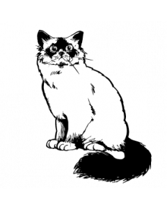 chat7