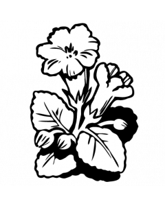 gloxinia