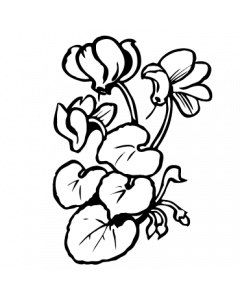 cyclamen1