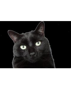 animaux_01