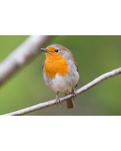 animaux_02