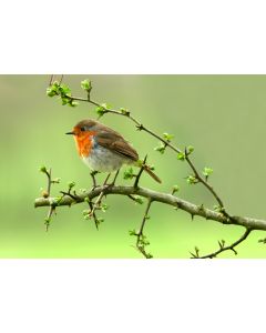 animaux_04