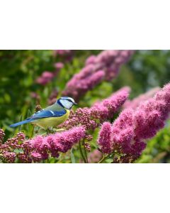animaux_05