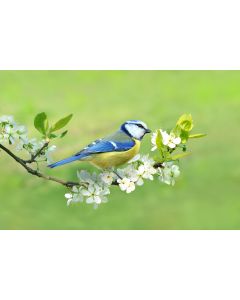 animaux_06