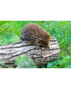 animaux_07