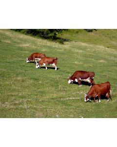 animaux_13