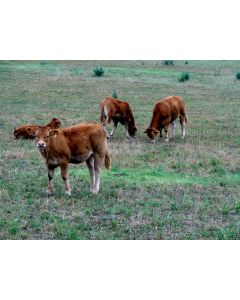 animaux_15